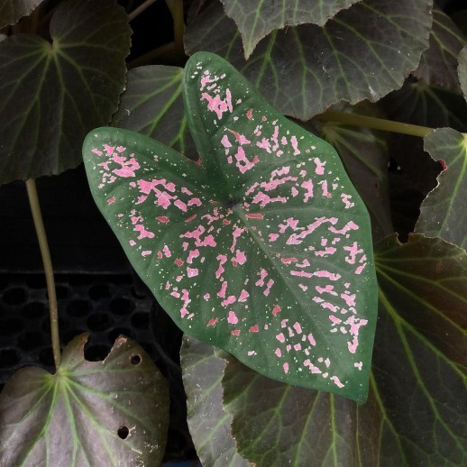 Comprar muda de caladium Bruna