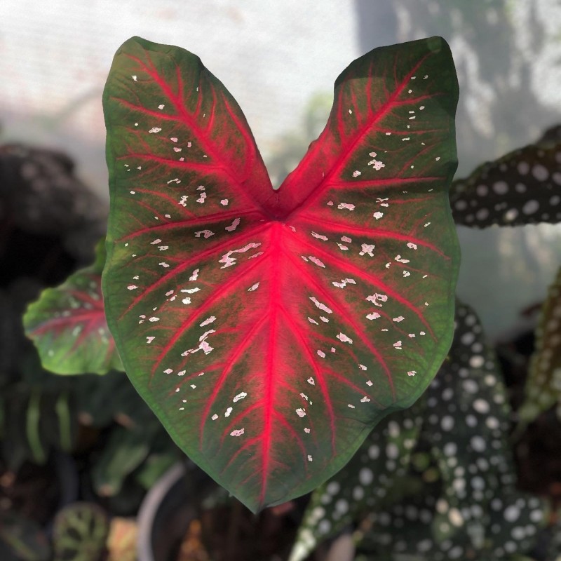 comprar muda de caladium Lurdes