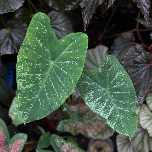 comprar muda de caladium Eunice