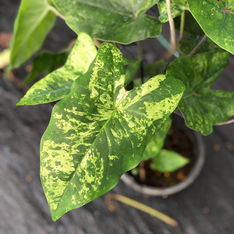 comprar muda de caladium Monique