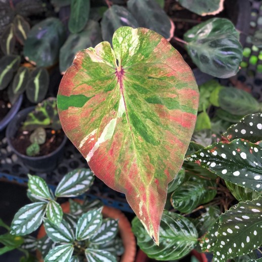 comprar muda de caladium Cristiane