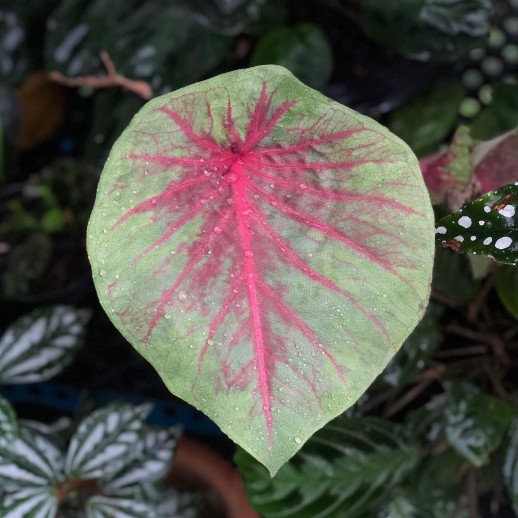 comprar muda de caladium Janaína