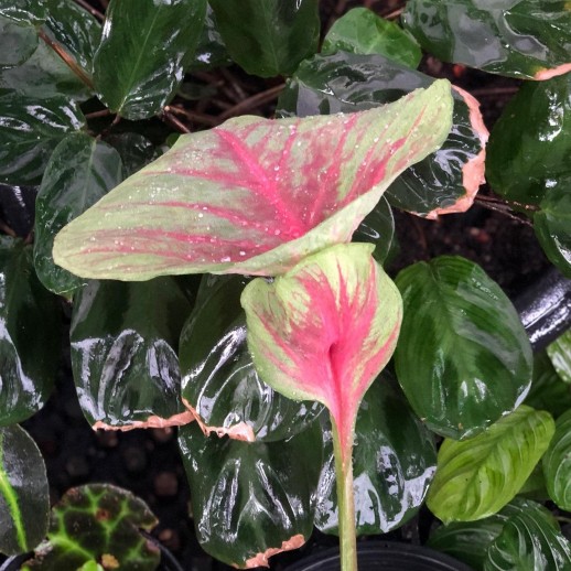Muda de Caladium Cátia