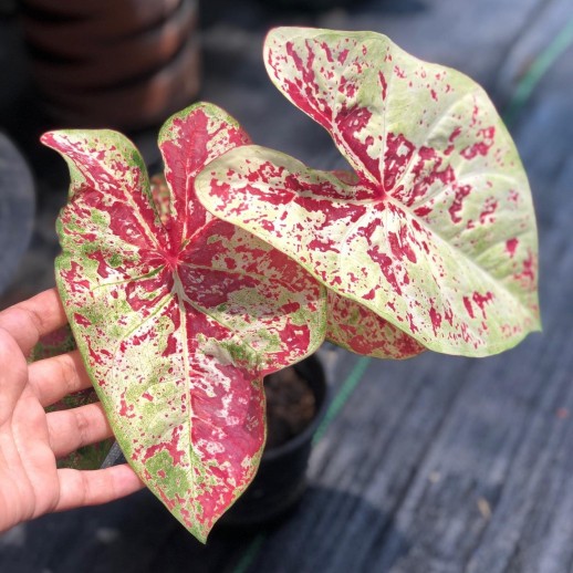 Muda de Caladium Rita