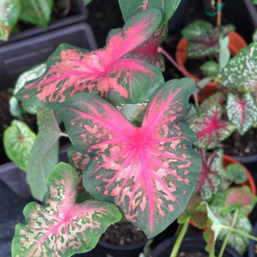 Muda de Caladium Monica