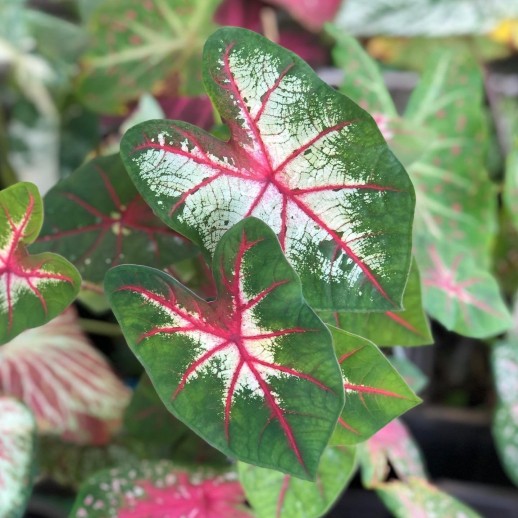 Muda de Caladium Ana Paula