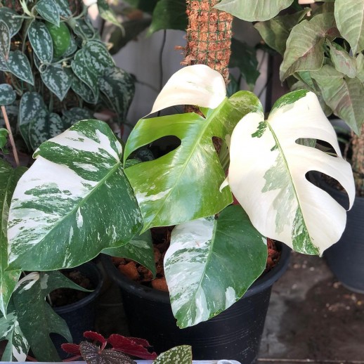 Muda de Costela de adão...