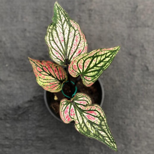 Muda de Caladium Eva