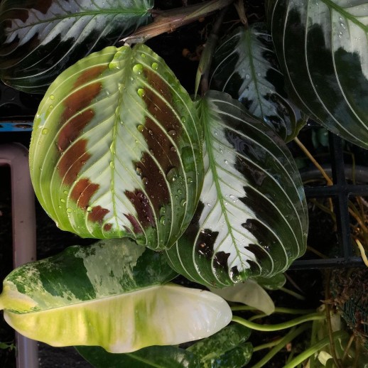 Muda de Caladium Ana Luiza