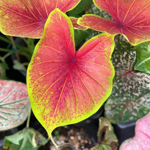 Muda de Caladium Yasmin