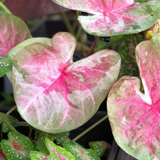 Muda de Caladium Maria Eduarda