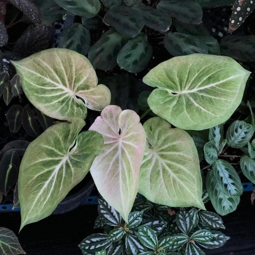Muda de Caladium Beatriz...
