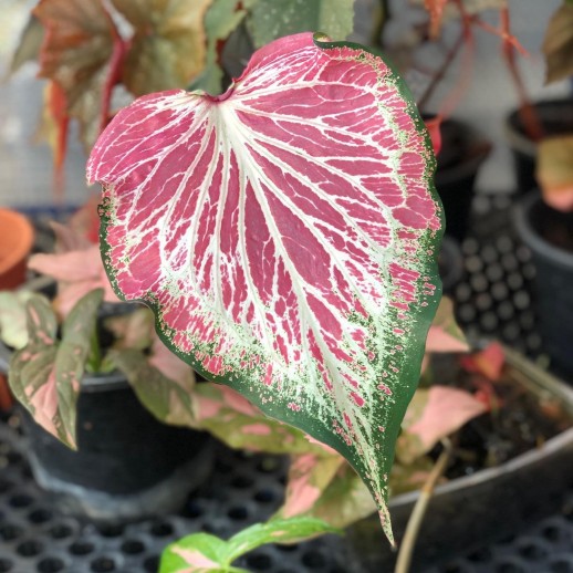 Muda de Caladium Mariana...