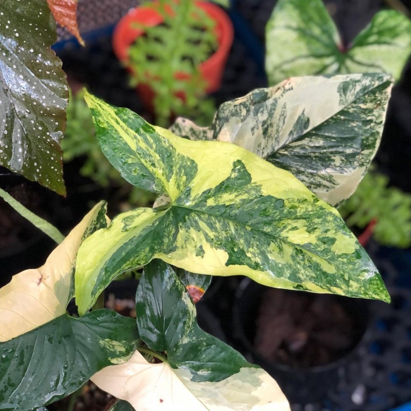 comprar muda de caladium Yasmin Isabelle