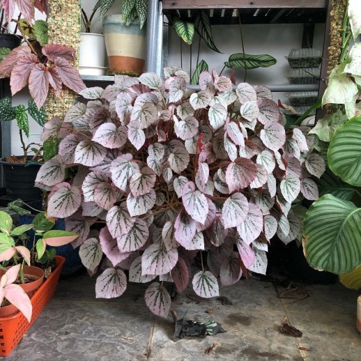 Muda de Caladium Amanda Lívia