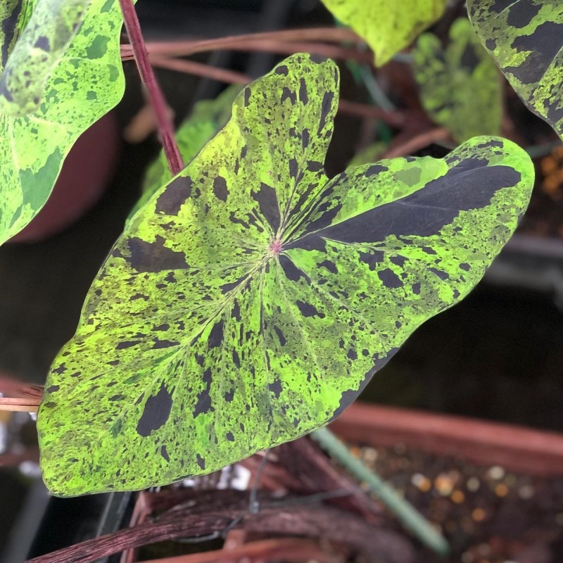 comprar muda de caladium Alice Eduarda