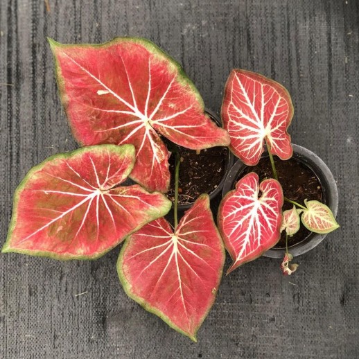 Muda de Caladium Carolina...
