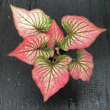 comprar muda de caladium Giovanna Alice