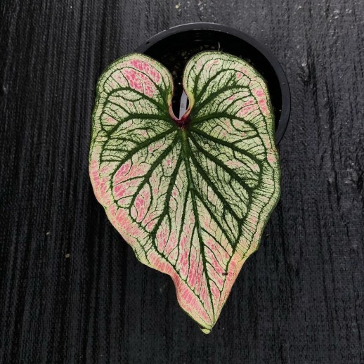 comprar muda de caladium Laura Maria