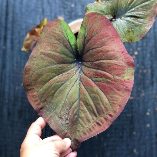 comprar muda de caladium Maria Bianca