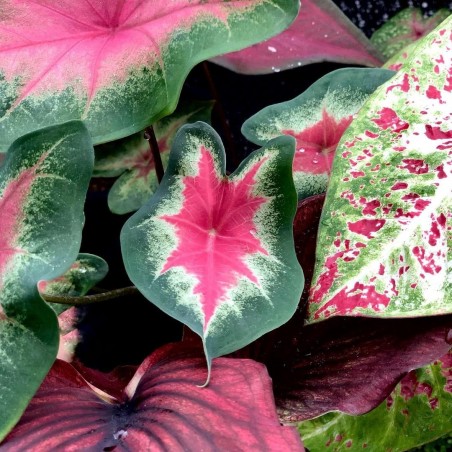 comprar muda de caladium Bianca Gabriela