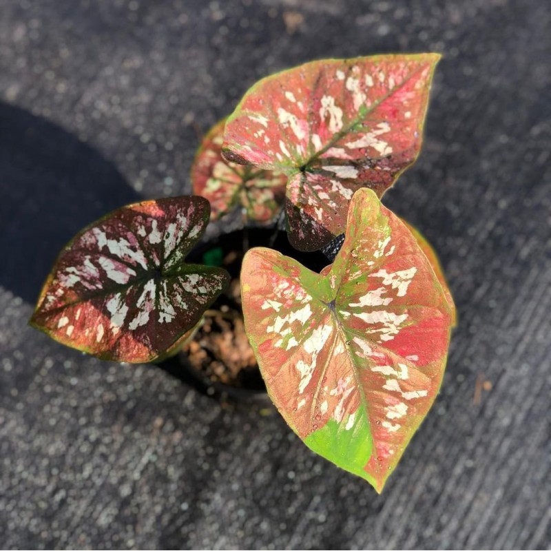 comprar muda de caladium Giovanna Bianca