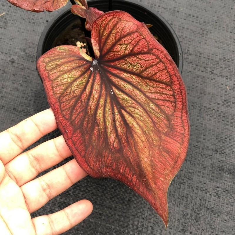 comprar muda de caladium Bianca Isabela