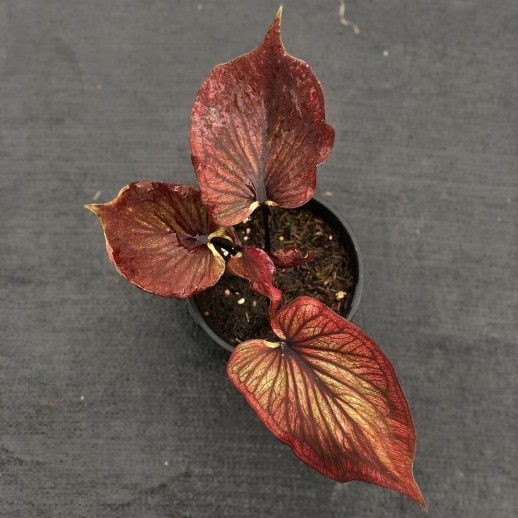 comprar muda de caladium Sônia Gabriela