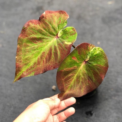 Muda de Caladium Sônia Eloá
