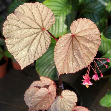 comprar muda de caladium Sônia Camila