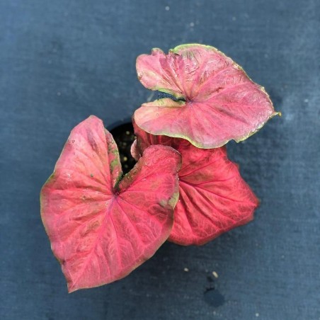 comprar muda de caladium Sônia Bruna
