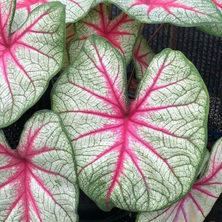 comprar muda de caladium Raissa Eduarda