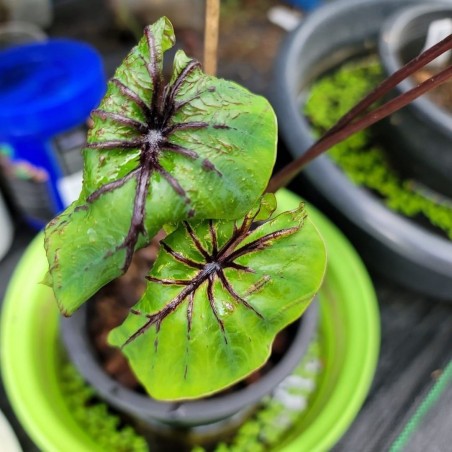 comprar muda de caladium Juliana Raissa