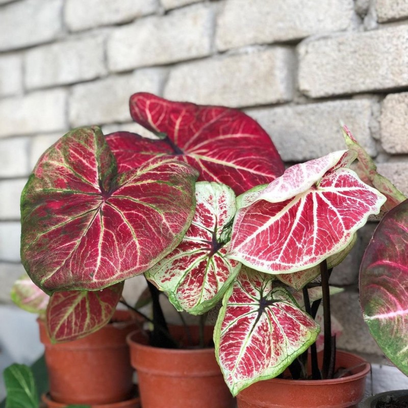 comprar muda de caladium Sara Raissa