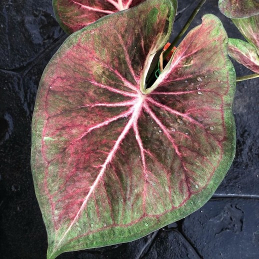comprar muda de caladium Raissa Victoria