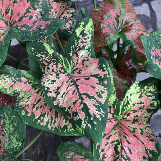 comprar muda de caladium Valentína