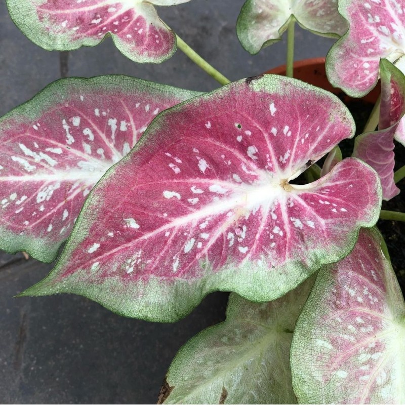 comprar muda de caladium Caroline