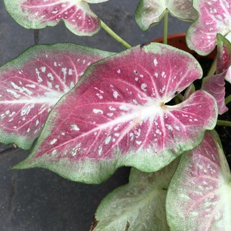 comprar muda de caladium Caroline