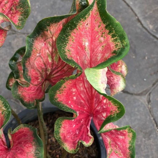 comprar muda de caladium Elísa