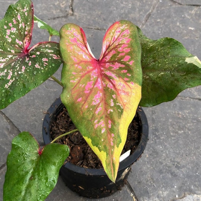 comprar muda de caladium Gizeli