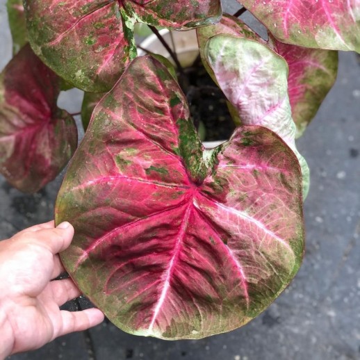 comprar muda de caladium Natália