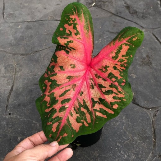 comprar muda de caladium Nathália