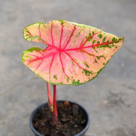 comprar muda de caladium Taís