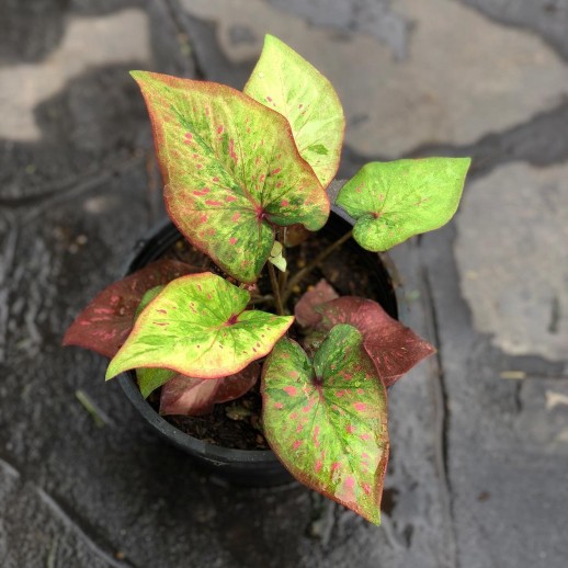 comprar muda de caladium Débora