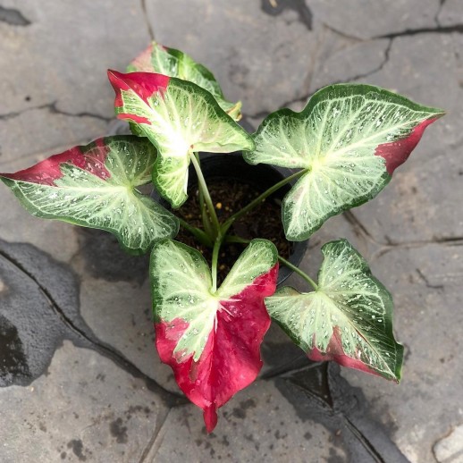 comprar muda de caladium Rafaela