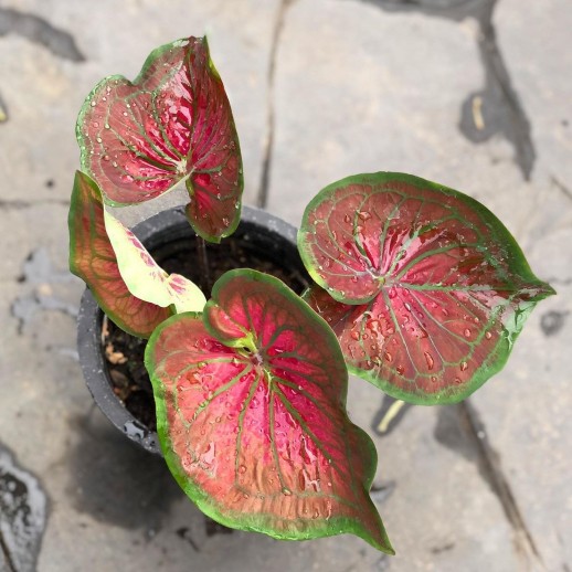 comprar muda de caladium Isadora