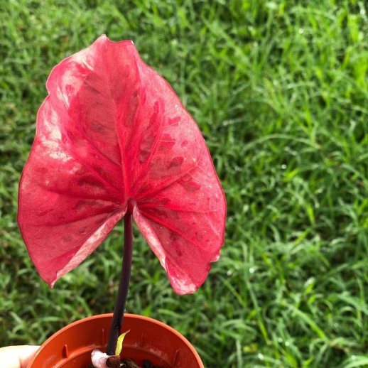 comprar muda de caladium Liliane
