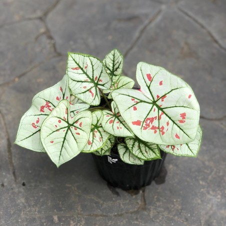 comprar muda de caladium Ághata