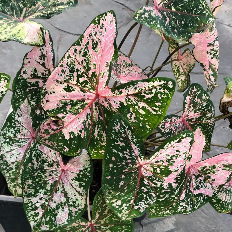 comprar muda de caladium Flávia