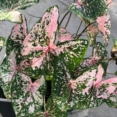 comprar muda de caladium Flávia
